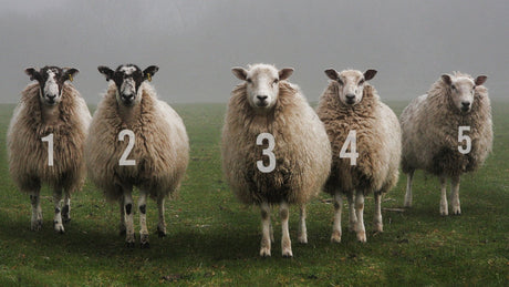 Solventless Central | Exploring the Relationship Between Full Spectrum CBD, Cannabis, and Sleep