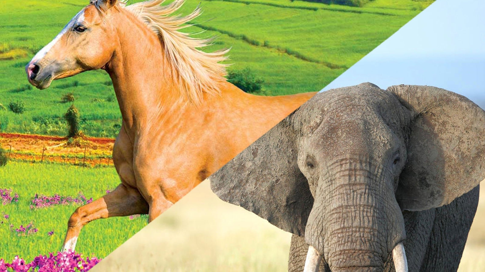 Solventless Central | Full Spectrum CBD Oil Dosing In Large Animals