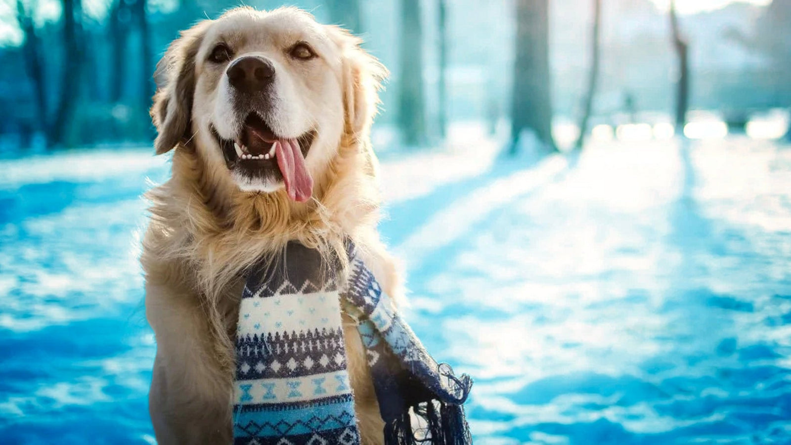 Solventless Central | Keep Your Pets Safe in the Cold of Winter