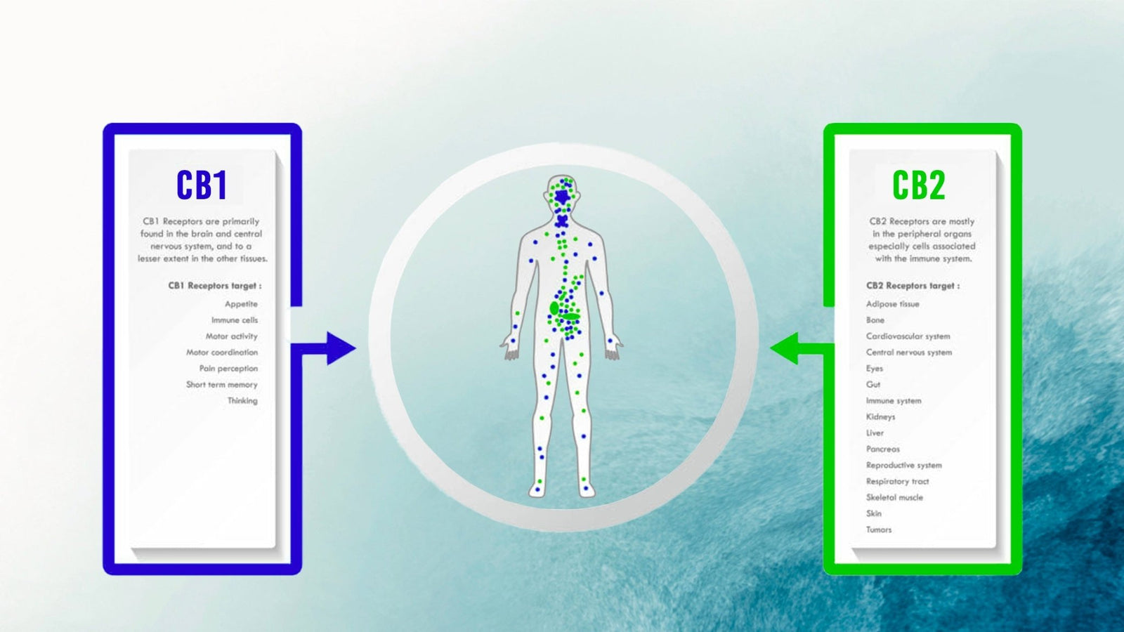 Solventless Central | The Endocannabinoid System (ECS) and Cannabidiol (CBD)