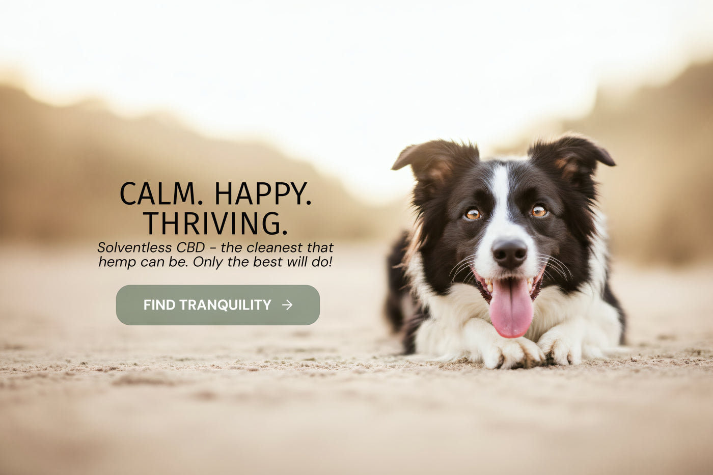 Happy dog waiting for VetsGrade Solventless CBD. Hemp that really works!