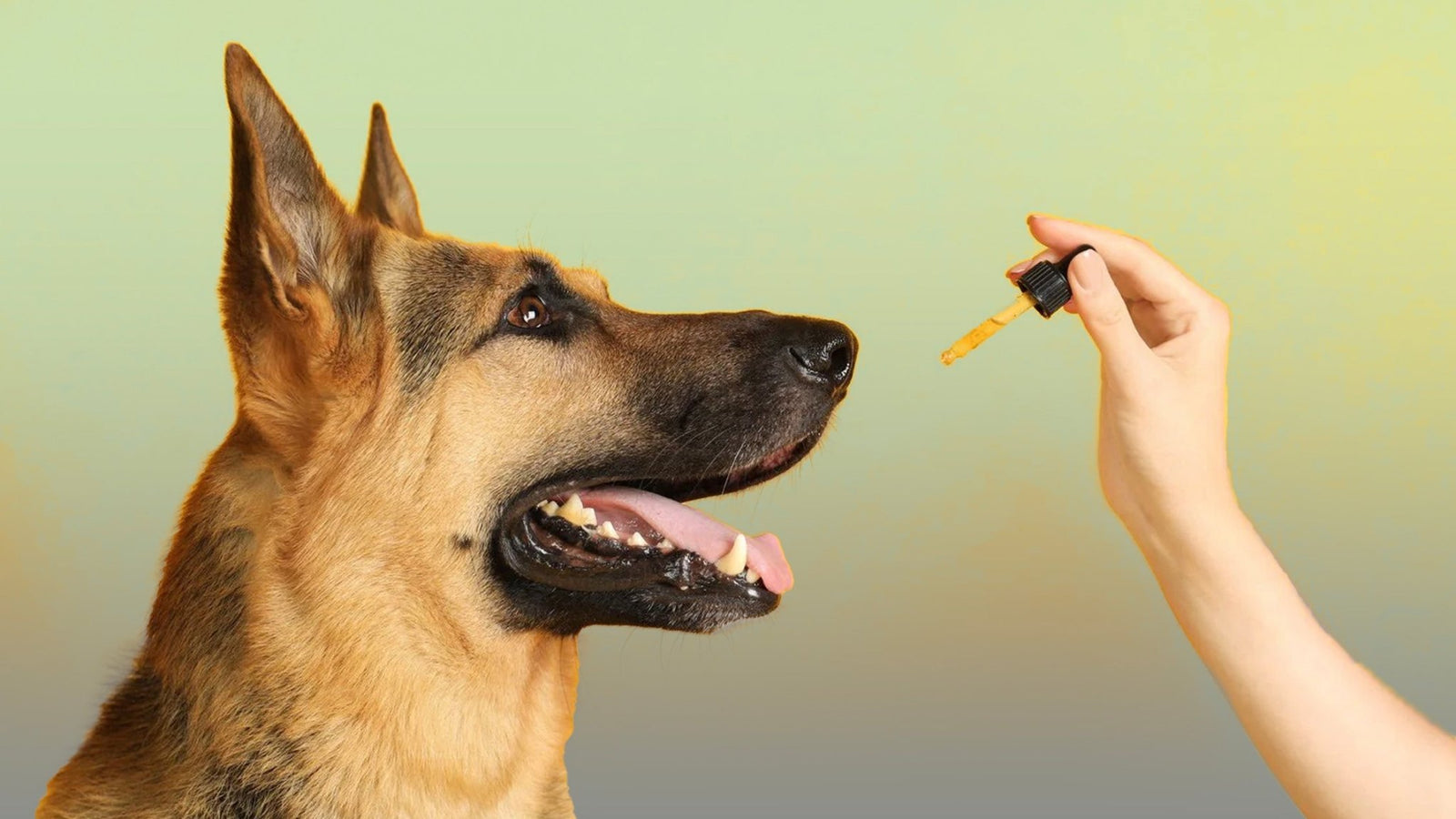 Solventless Central | How Does CBD Work for Pets?