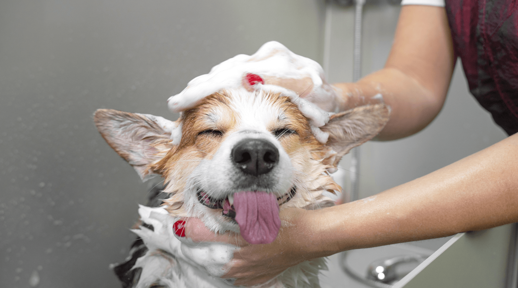 CBD Shampoo has great benefits for dogs