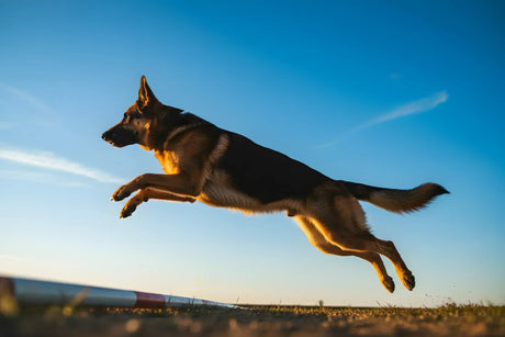 Healthy German Shepherd dog leaping mid-air at golden hour showing athletic mobility before hip dysplasia and degenerative myelopathy progression.