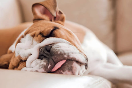 The Entourage Effect: Why Full-Spectrum CBD Works Better for Dogs and Cats