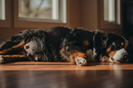 Bernese Mountain Dog mother resting awaiting newborn puppy on warm hardwood floor in golden window light — VetsGrade CBD and postpartum canine recovery