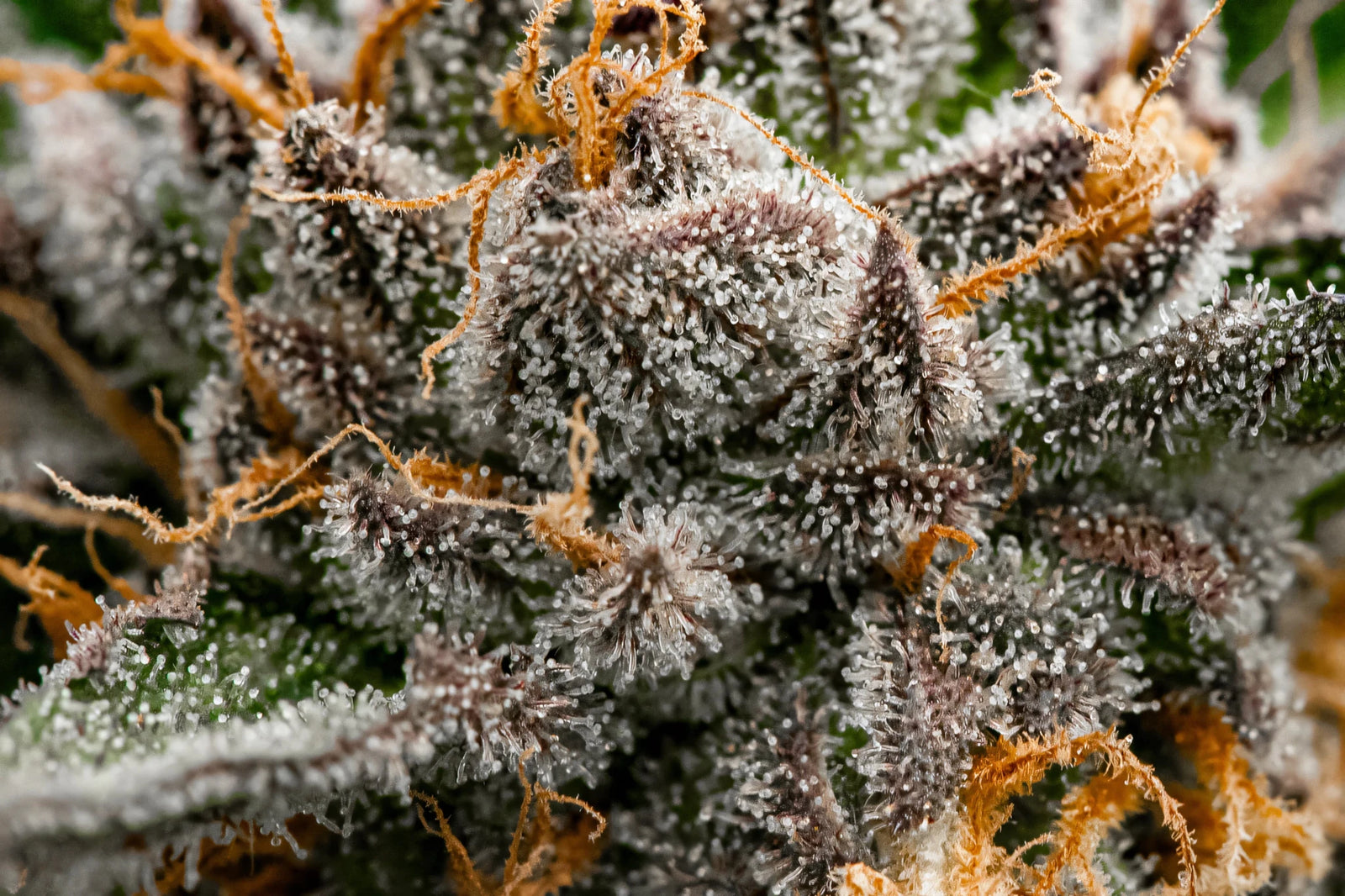 Solventless CBD extraction ice water hash trichomes hemp for dogs