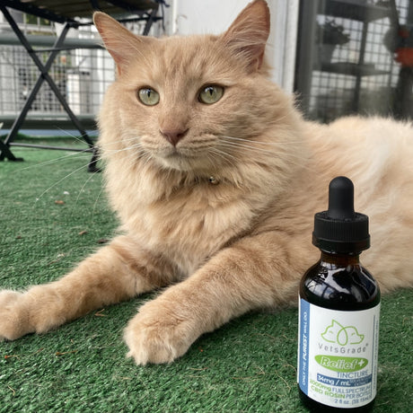 VetsGrade | CBD for Cats | Organic Pet Products