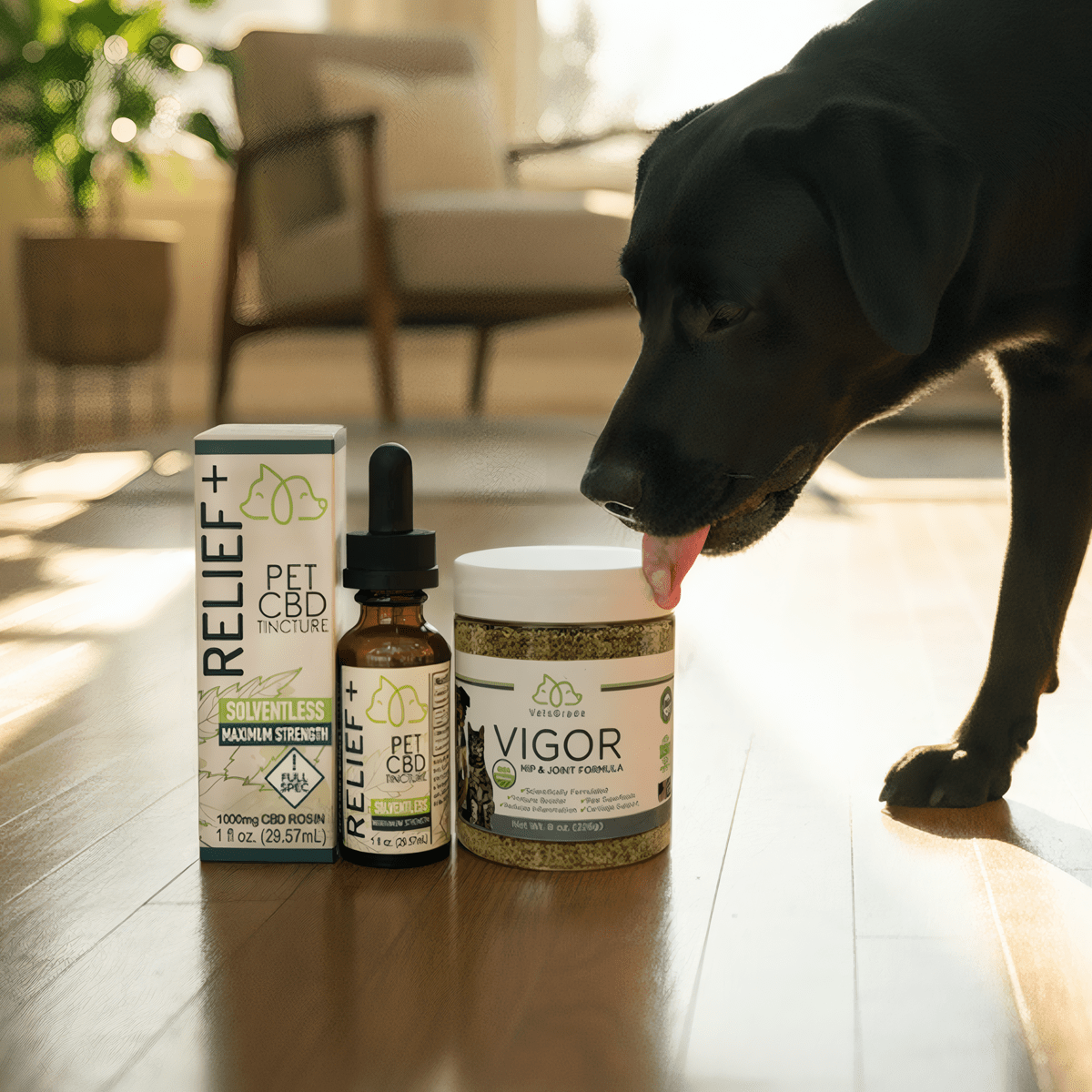 Happy black labrador licking VetsGrade Vigor hip and joint powder jar — Relief+ solventless CBD.