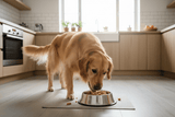 Happy Dog with Raw Food
